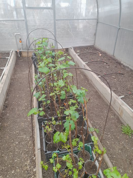 Продаю саженцы  винограда