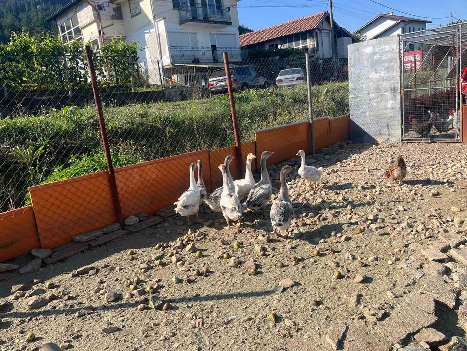 Млади токачки и гъски
