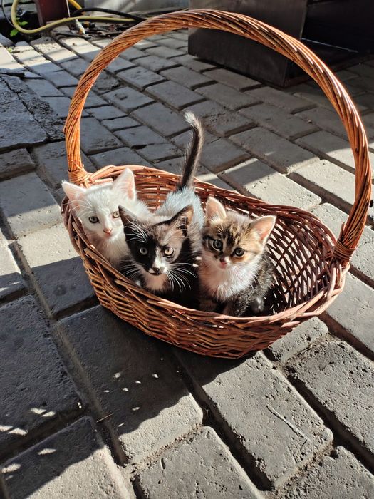 Адам кому хорошие котят