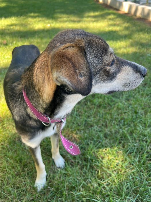 Подарявам женско Кученце