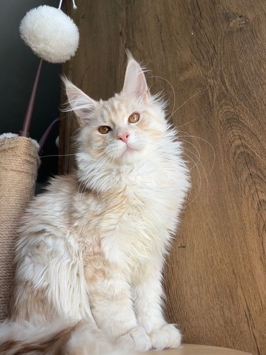 Baietel Maine Coon PEDIGREE Felisa