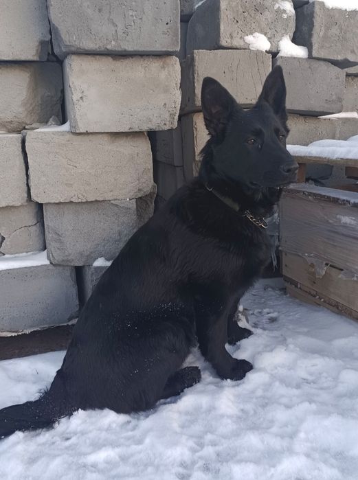 Подрощенная девочка ВЕО