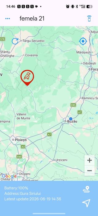 Gps porumbei live
