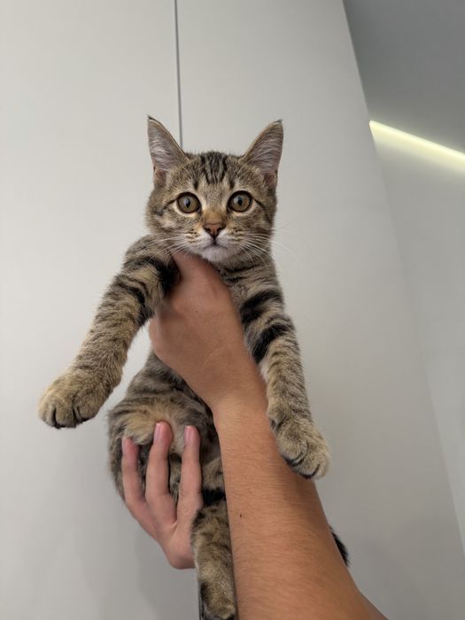 Котенок в добрые руки