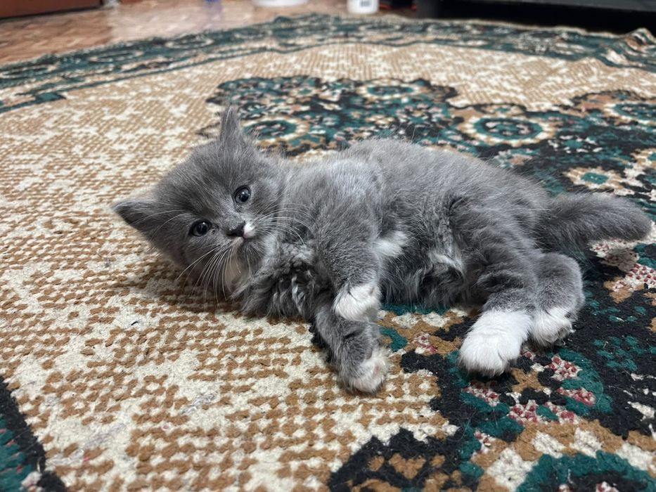 Котёнок девочкаа