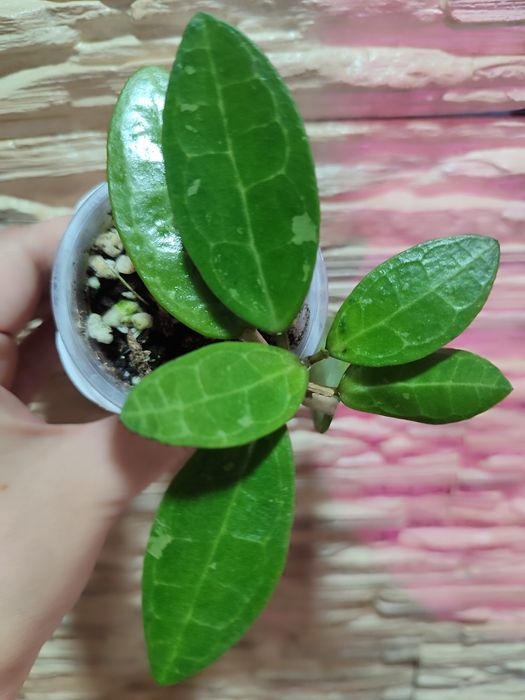 Хойя разные сорта