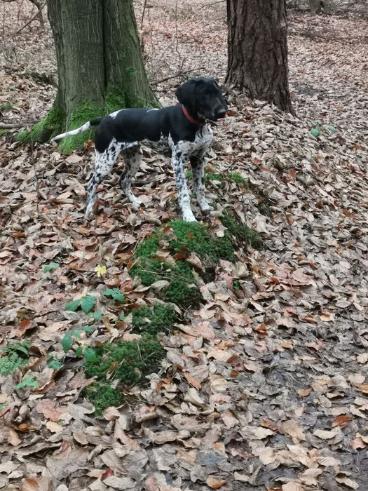 Donez femelă brac german cu pedigree