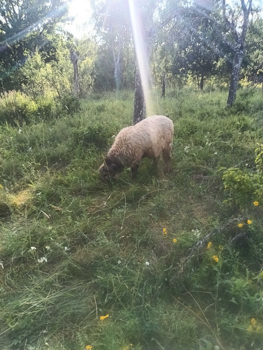 Berbec , vârstă 1 an jumate