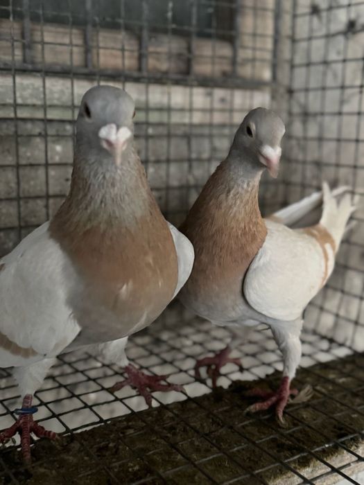Продам почтовых голубей!