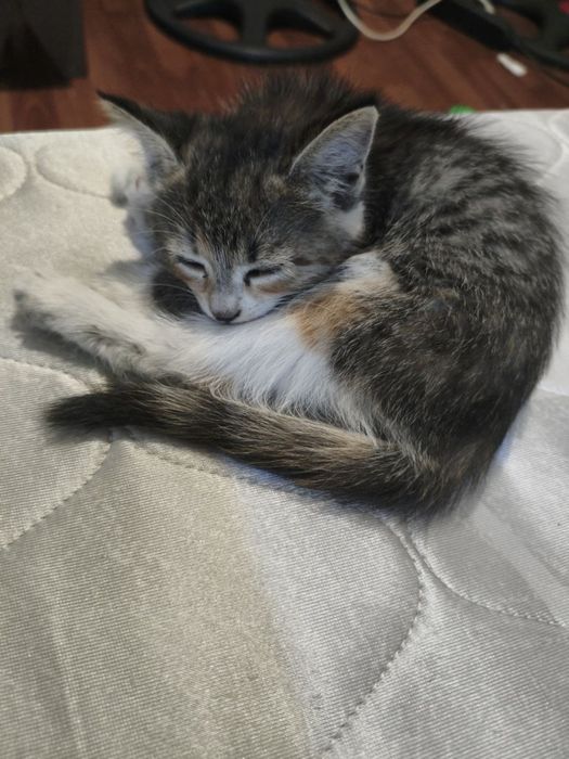 отдам котенка в добрые руки