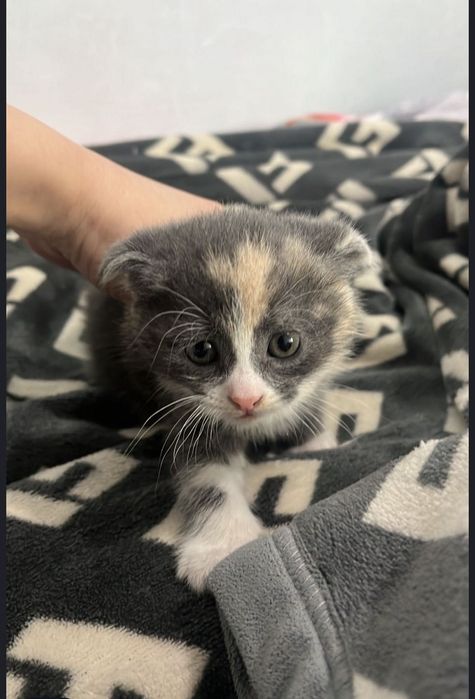 Продам котенка вислоухая