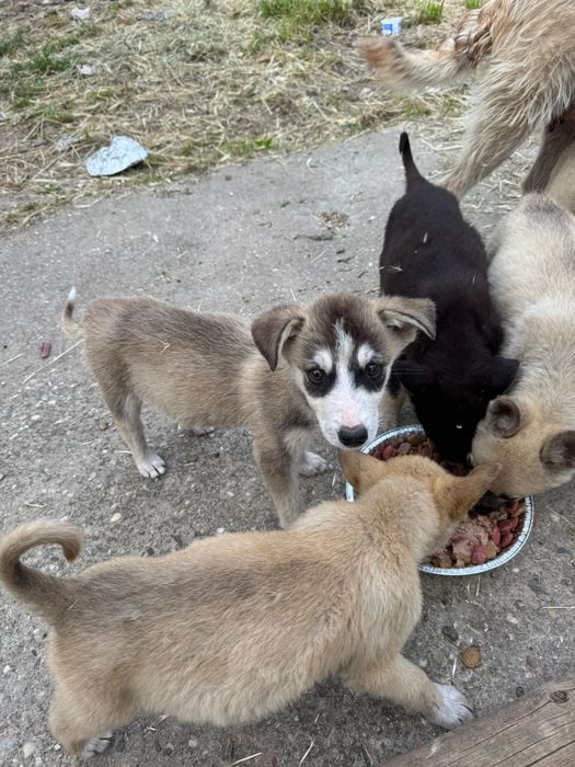 Donez cățeluși abandonați