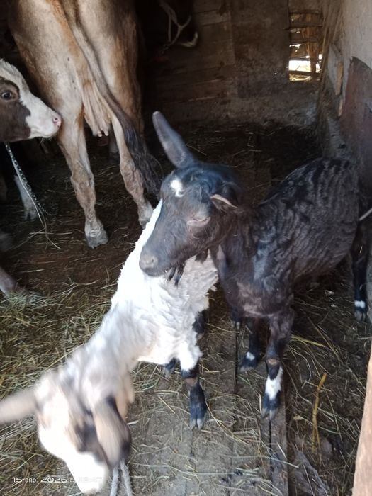 Продам коз дойных