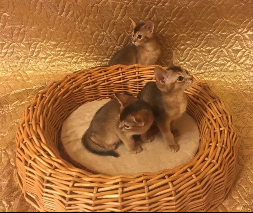 Абиссинчики клубные.