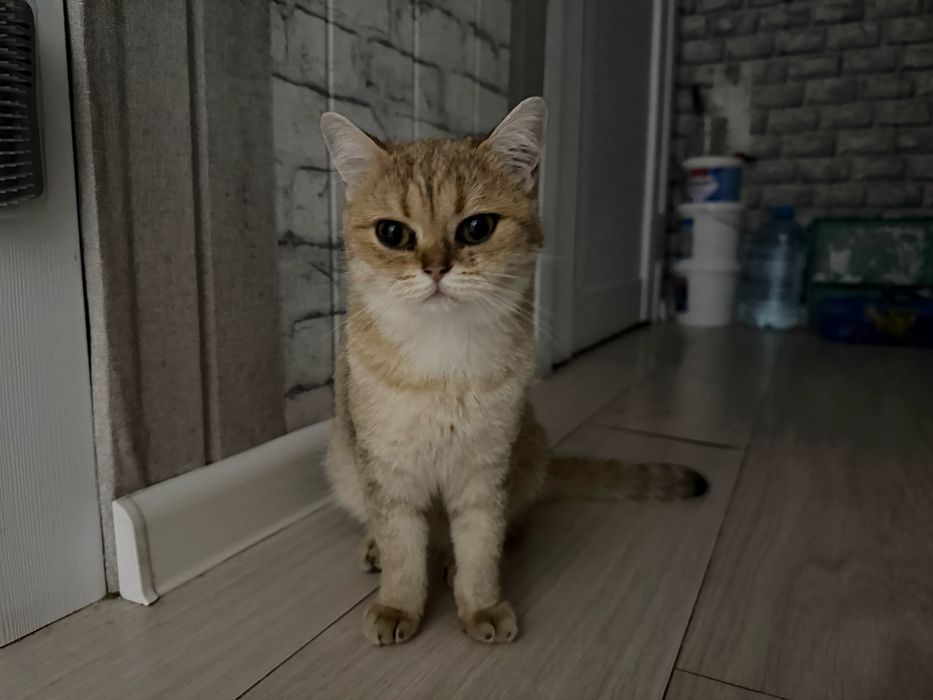 Золотая шиншилла