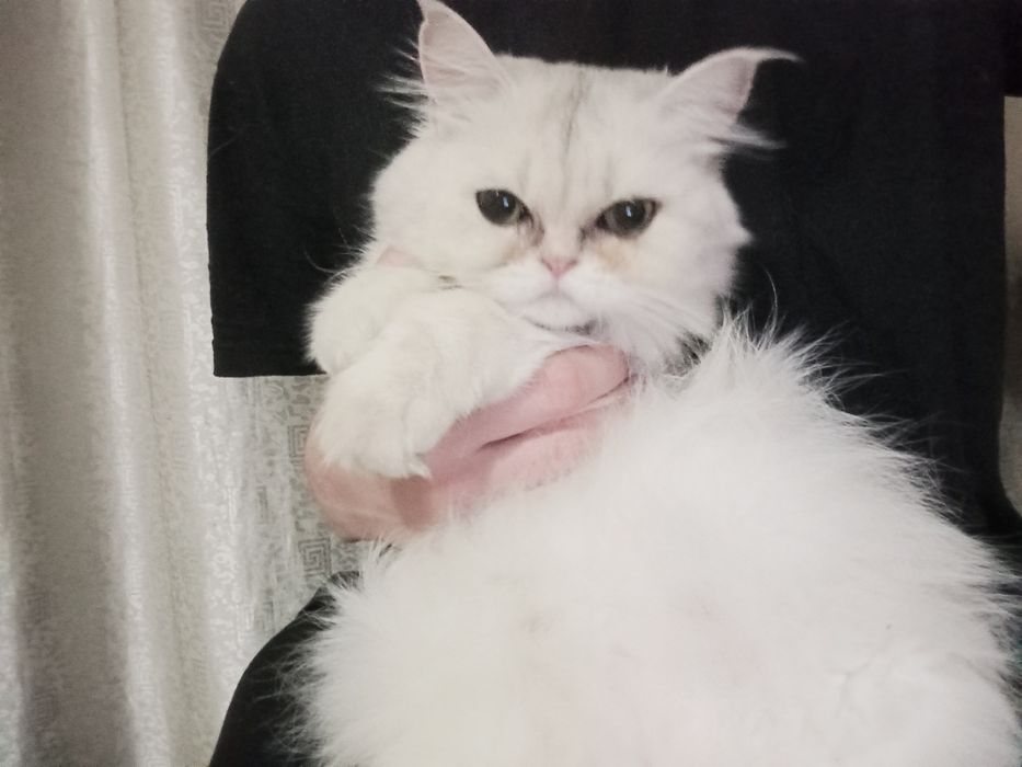 срочно в добрые руки продам свою скоттиш страйт шиншилла