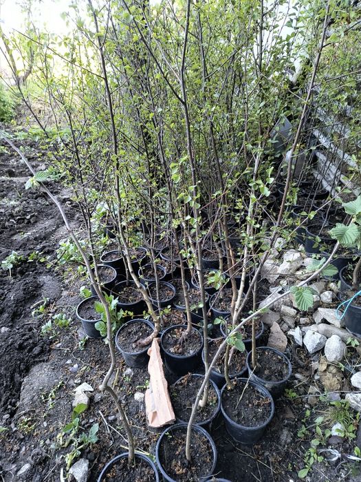 Бяла БРЕЗА - фиданки в контейнер и БОР в контейнер
