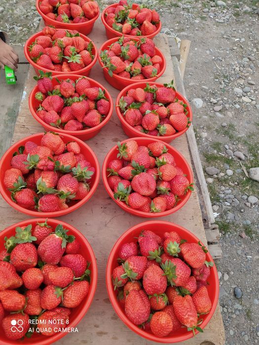 Даланиг кулпинайни бор беремениларга