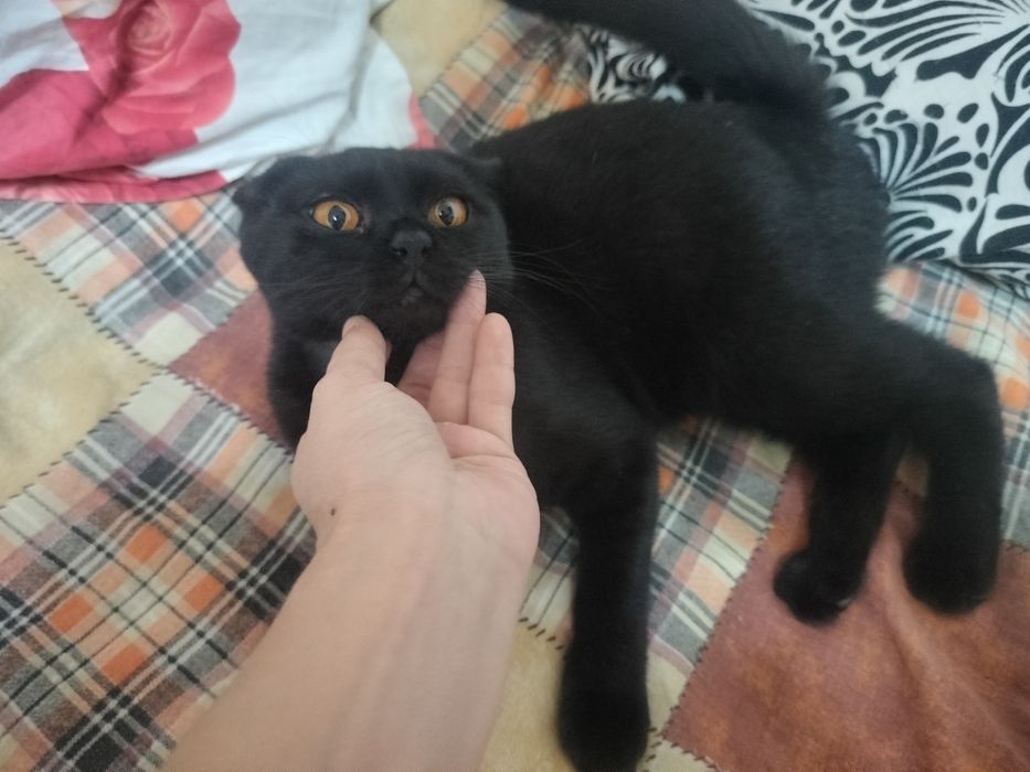 Barcha porno aktrisalarning ismlari katalogi