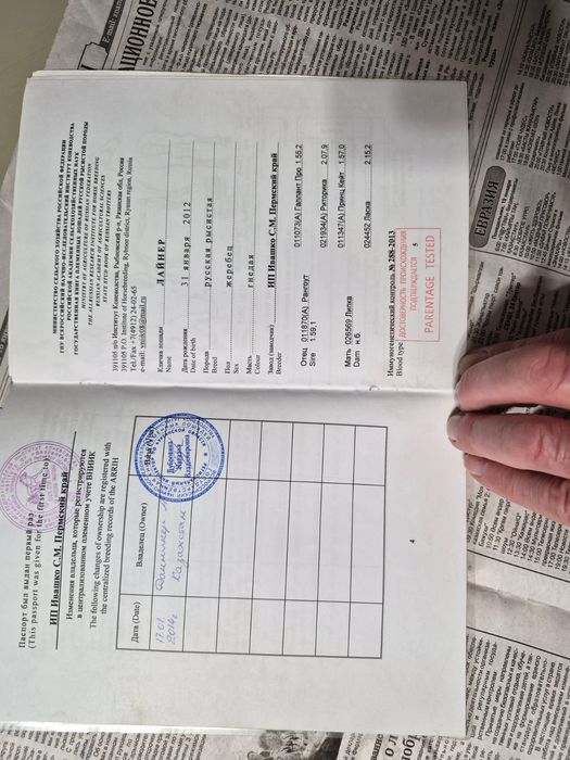 Продам кобылу жерёбую!