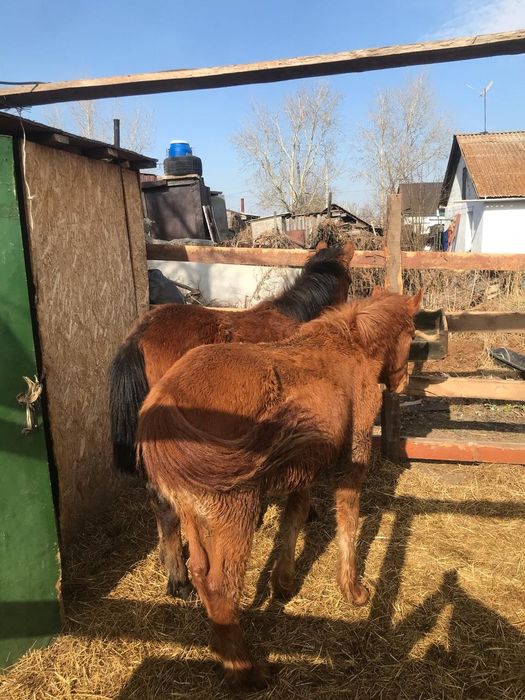 ПРОДАМ двух тайчиков