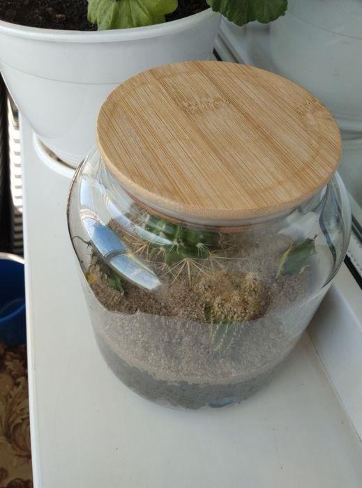 Флорариум с кактусами