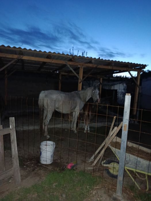 Құлынды бие  сатылады