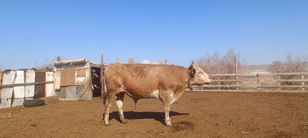 Откорм бұқа сатылады