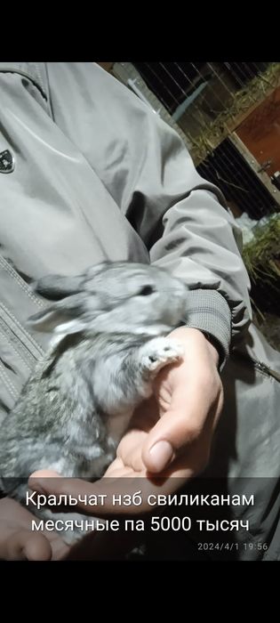 Прадам кроликав и кральчат разных парод