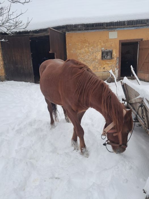 De vânzare armăsar