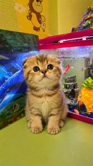 Скоттиш Фолд продается