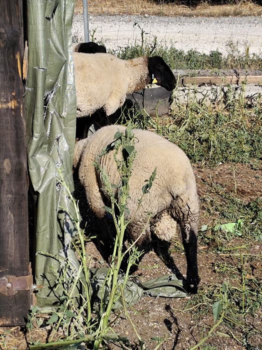 Mielute suffolk si berbec