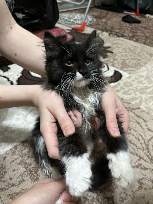 Mushuk sotiladi parodali Shatlandskiy