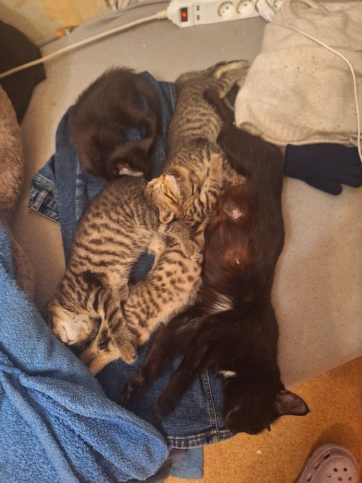 Отдам котят бесплатно