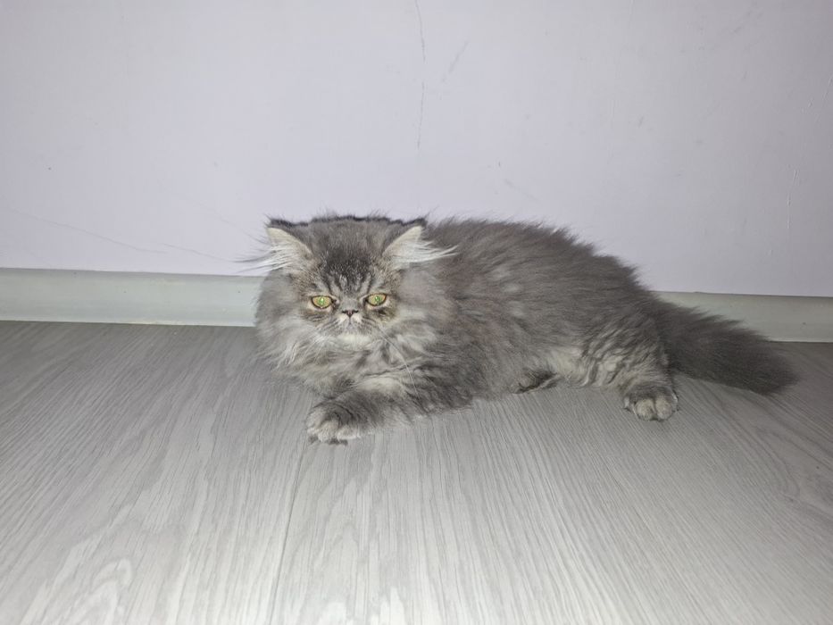 Персийско женско  котенце на 3 месеца