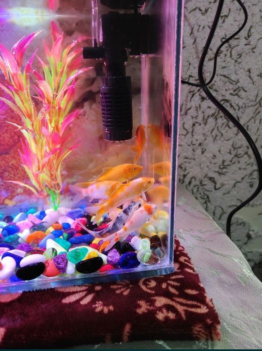 Baliqlar Koi  Akvarium baliqlari