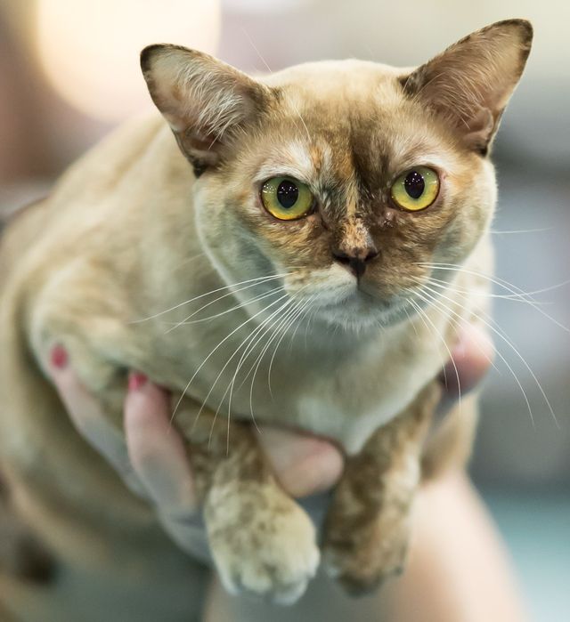 Бурманские котята