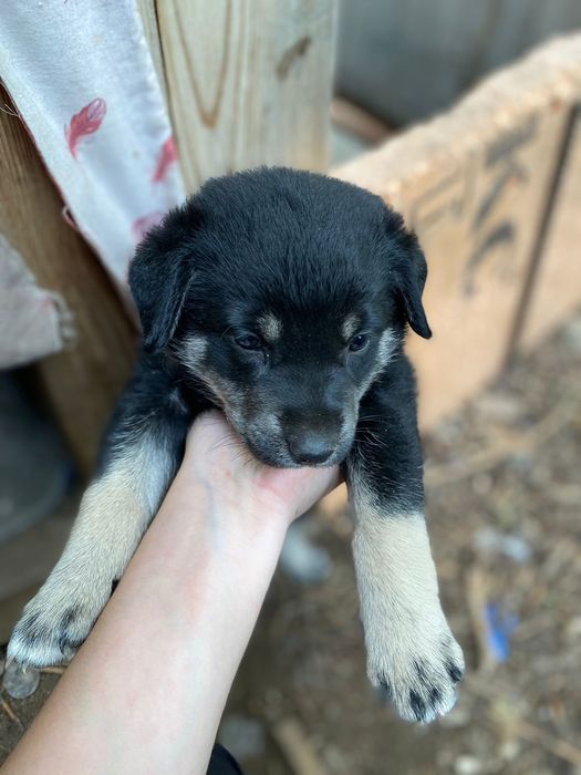 Маленькие щенята. Отдам СРОЧНО