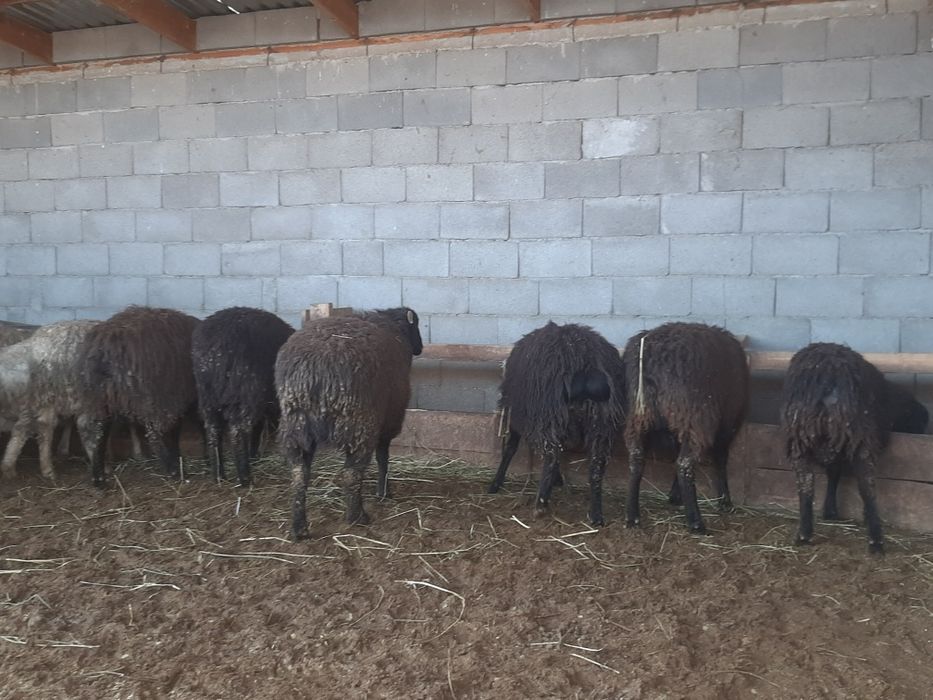 Қой, овцы, баран