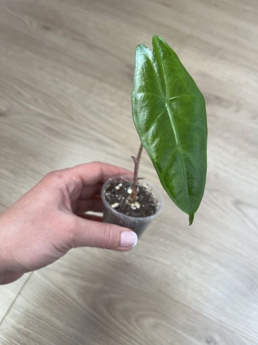 Алоказия Венти Вар., Макрориза Сплеш, Лонгилоба