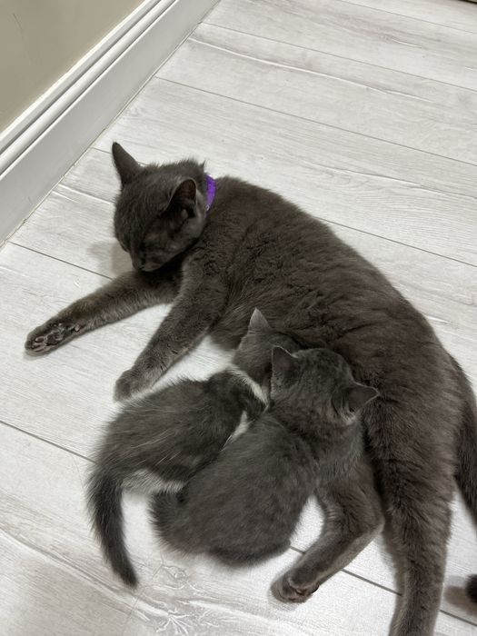 Кошка сатылады 2 мес
