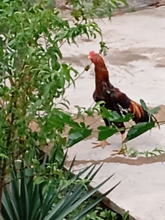 Shamo dakan boboqi jojalari