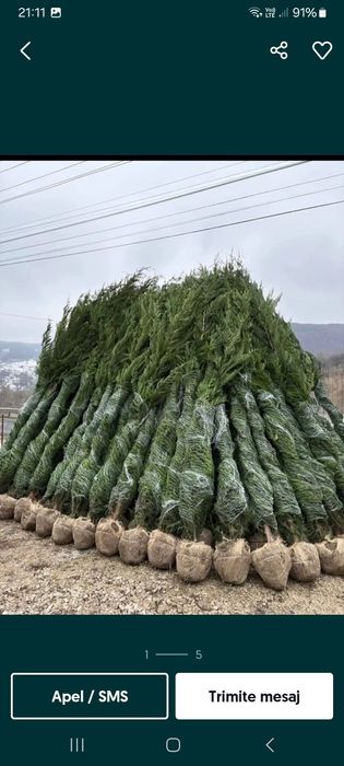 Vând tuia Leyland la ofertă