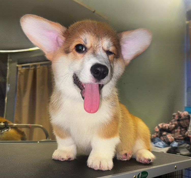 Милые Малыши Корги