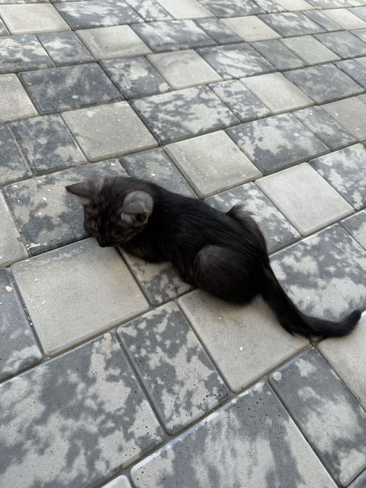 британский скоттиш страйт