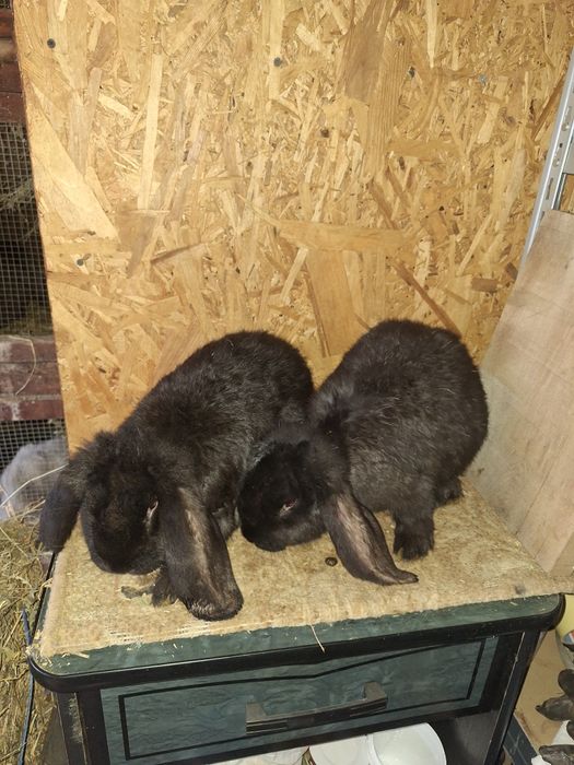 Iepuri berbec german