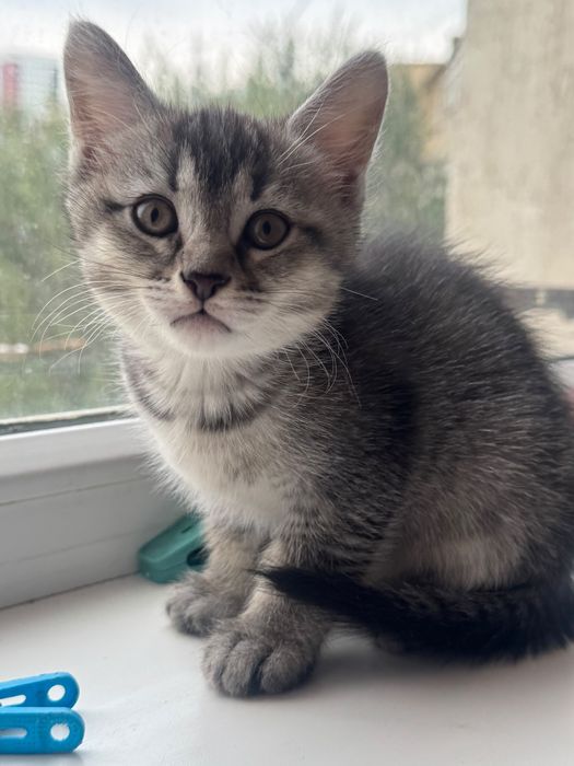 Котенок породистый