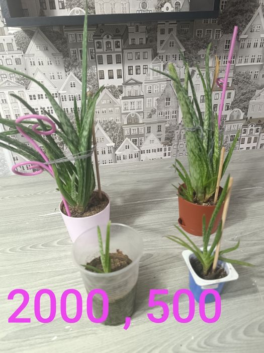 Продам недорого цветы