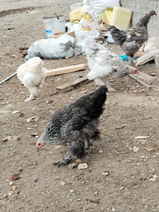 Жас әйелдердің жыныстық қатынасқа түсуі туралы қысқаша бейнелер