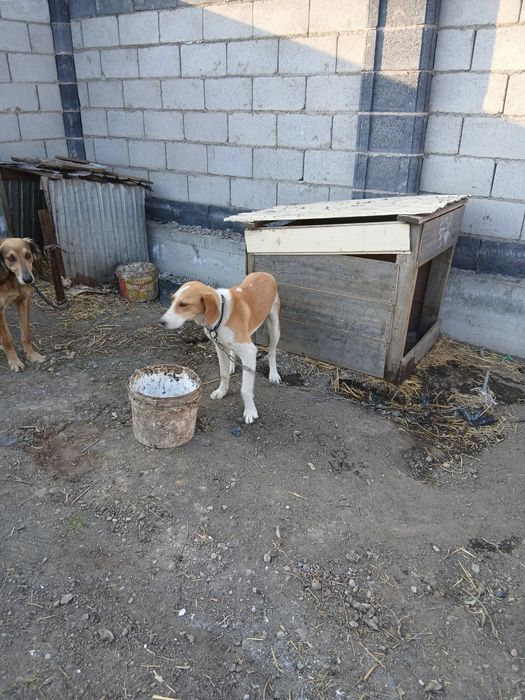 Продам щенка русской пегой гончей